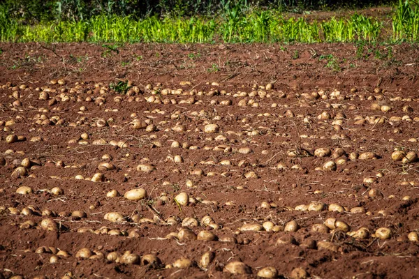 Kartoffeln — Stockfoto