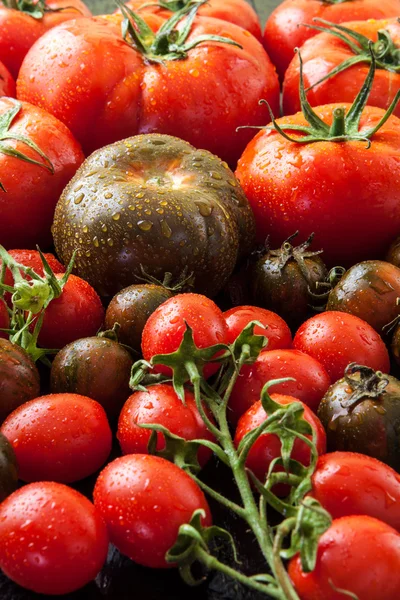 Tomatoes — Stock Photo, Image