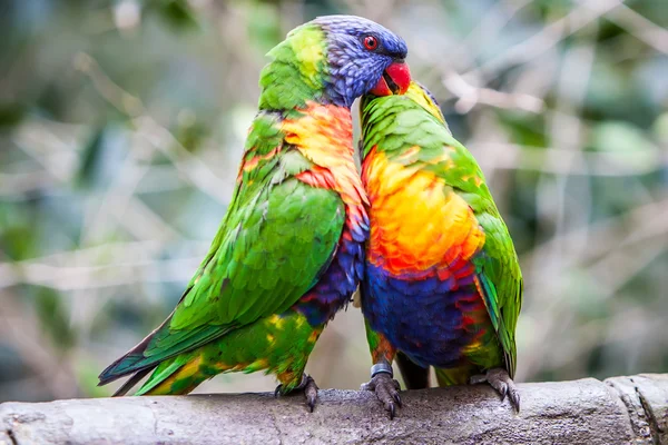 Радужный попугай — стоковое фото