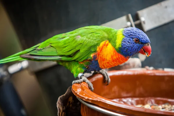 Papagaio arco-íris — Fotografia de Stock