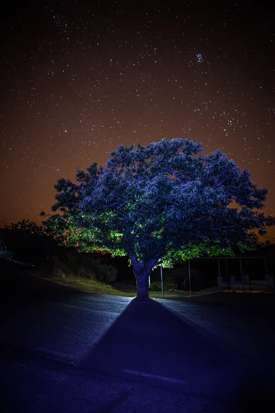 Albero e stelle — Foto Stock