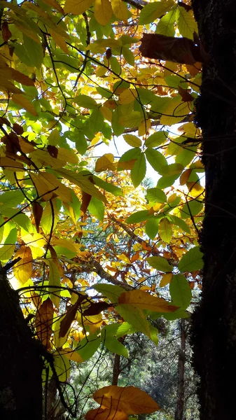 Chestnut foliage — Stock Photo, Image