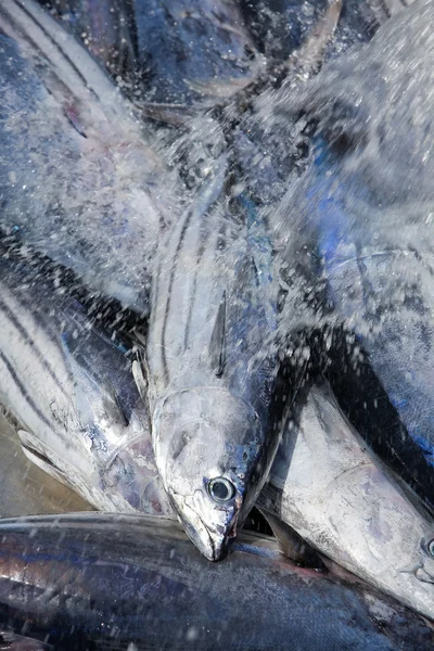 Långfenad tonfisk — Stockfoto