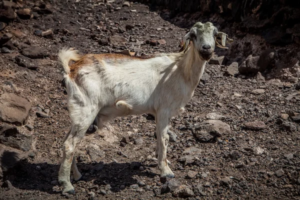 Goat — Stock Photo, Image