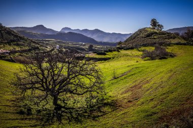 vadi üzerinde kestane