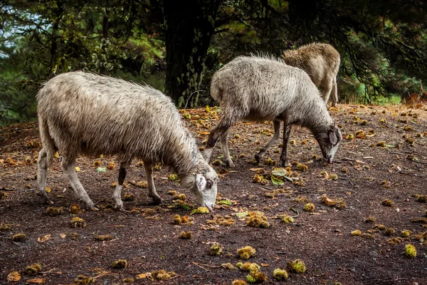 Lambs — Stock Photo, Image