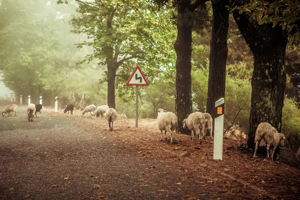 Lambs — Stock Photo, Image