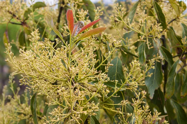 Avokado ağacı