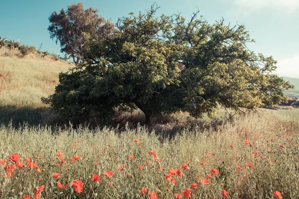 Mohnfeld — Stockfoto