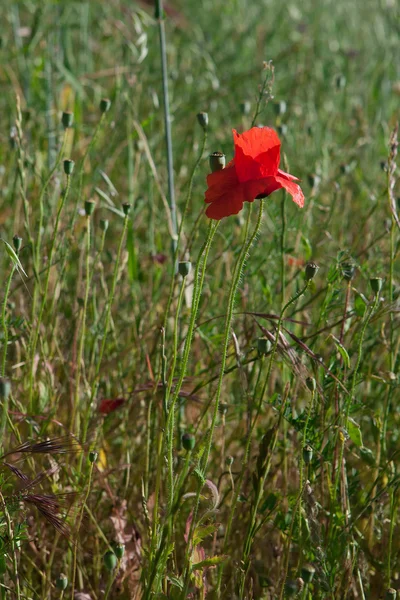 Vallmofält — Stockfoto