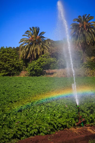 Campo de patatas — Foto de Stock