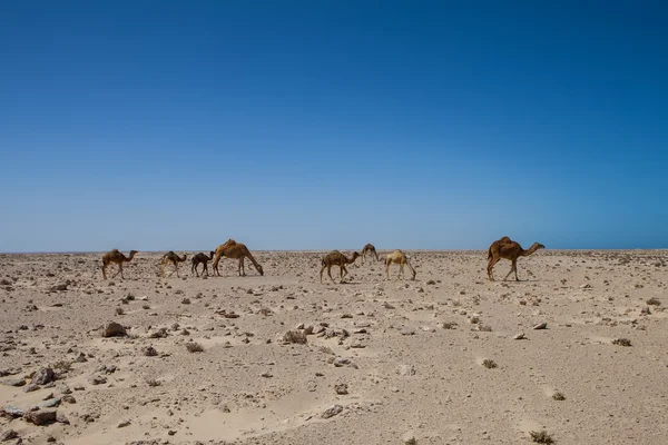 Καμήλες στην έρημο — Φωτογραφία Αρχείου