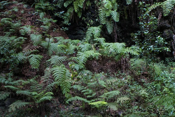 Floresta Samambaia Verde Ilha Palma Cubo Galga Caminho — Fotografia de Stock