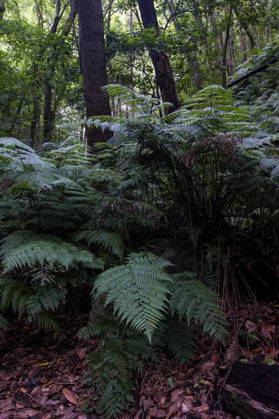 Palma Cubo Galga Yolundaki Yeşil Eğreltiotu Ormanında — Stok fotoğraf