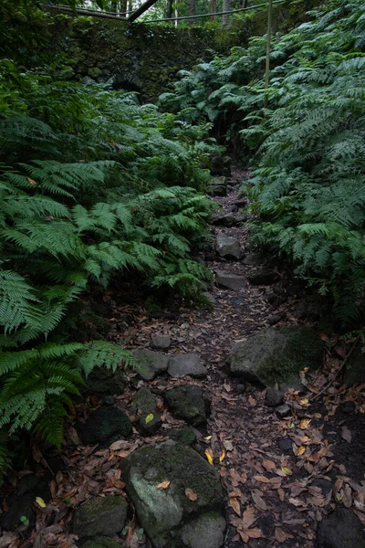 Green Fern Forest Island Palma Cubo Galga Path — Stock Photo, Image