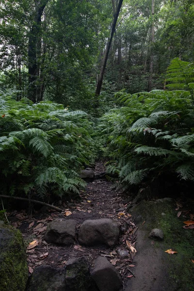 Green Fern Forest Island Palma Cubo Galga Path — Stock Photo, Image