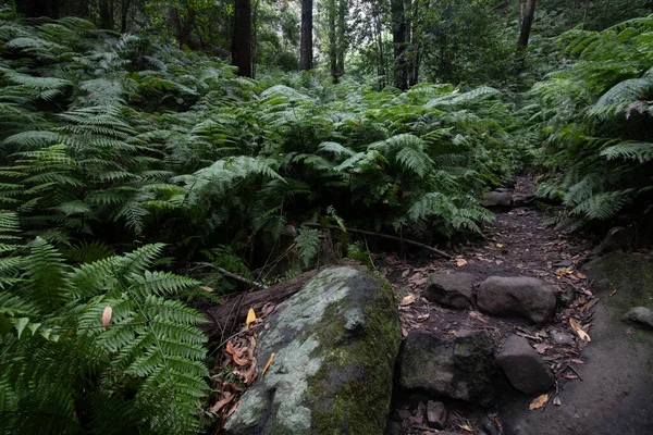 Floresta Samambaia Verde Ilha Palma Cubo Galga Caminho — Fotografia de Stock