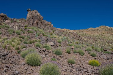 Teide Ulusal Parkı 'nda kırmızı tajinaste veya echium wildpretti çiçekleri