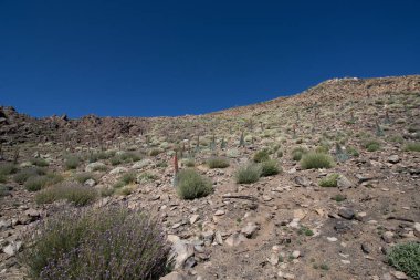 Teide Ulusal Parkı 'nda kırmızı tajinaste veya echium wildpretti çiçekleri