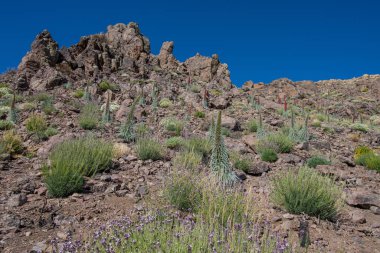Teide Ulusal Parkı 'nda kırmızı tajinaste veya echium wildpretti çiçekleri
