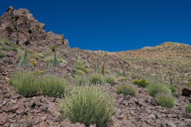 Teide Ulusal Parkı 'nda kırmızı tajinaste veya echium wildpretti çiçekleri
