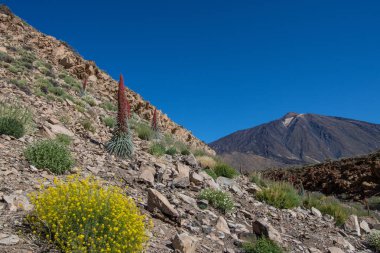 Teide Ulusal Parkı 'nda kırmızı tajinaste veya echium wildpretti çiçekleri