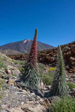 Teide Ulusal Parkı 'nda kırmızı tajinaste veya echium wildpretti çiçekleri