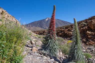 Teide Ulusal Parkı 'nda kırmızı tajinaste veya echium wildpretti çiçekleri