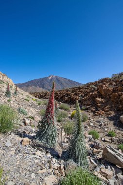 Teide Ulusal Parkı 'nda kırmızı tajinaste veya echium wildpretti çiçekleri