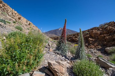Teide Ulusal Parkı 'nda kırmızı tajinaste veya echium wildpretti çiçekleri