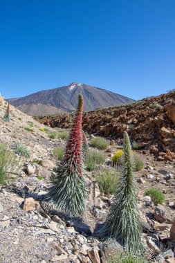Teide Ulusal Parkı 'nda kırmızı tajinaste veya echium wildpretti çiçekleri