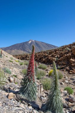 Teide Ulusal Parkı 'nda kırmızı tajinaste veya echium wildpretti çiçekleri