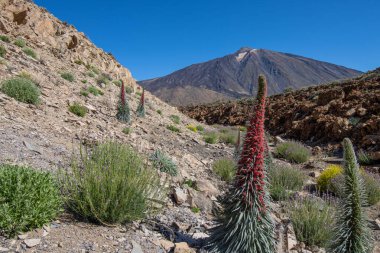 Teide Ulusal Parkı 'nda kırmızı tajinaste veya echium wildpretti çiçekleri