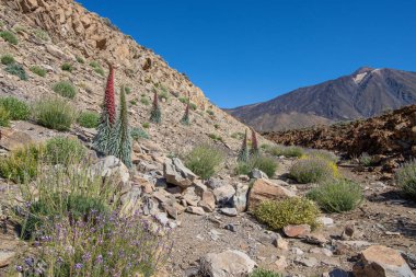 Teide Ulusal Parkı 'nda kırmızı tajinaste veya echium wildpretti çiçekleri