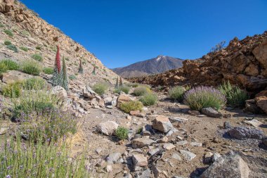 Teide Ulusal Parkı 'nda kırmızı tajinaste veya echium wildpretti çiçekleri
