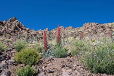 Teide Ulusal Parkı 'nda kırmızı tajinaste veya echium wildpretti çiçekleri