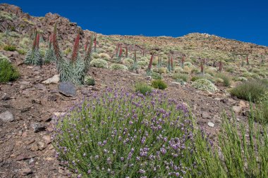 Teide Ulusal Parkı 'nda kırmızı tajinaste veya echium wildpretti çiçekleri