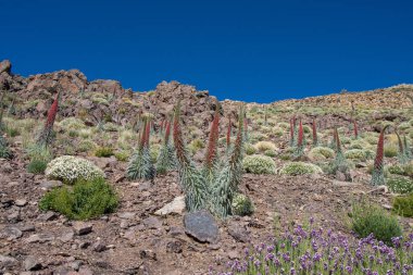 Teide Ulusal Parkı 'nda kırmızı tajinaste veya echium wildpretti çiçekleri