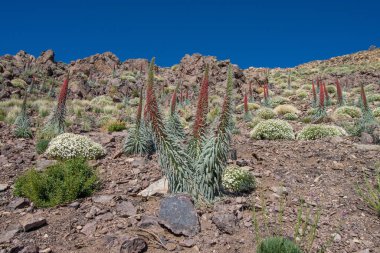 Teide Ulusal Parkı 'nda kırmızı tajinaste veya echium wildpretti çiçekleri