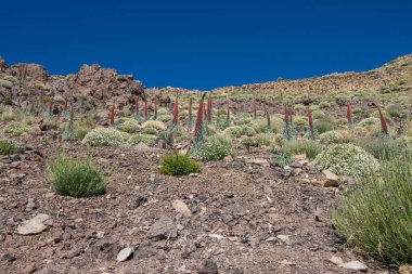 Teide Ulusal Parkı 'nda kırmızı tajinaste veya echium wildpretti çiçekleri