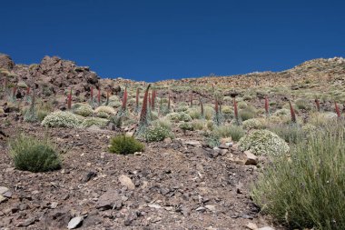 Teide Ulusal Parkı 'nda kırmızı tajinaste veya echium wildpretti çiçekleri