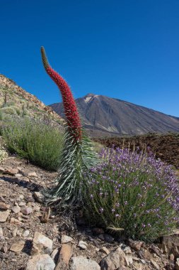 Teide Ulusal Par 'ında kırmızı tajinaste veya echium wildpretti çiçekleri