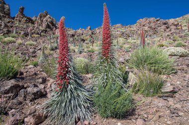 Teide Ulusal Parkı 'nda kırmızı tajinaste veya echium wildpretti çiçekleri