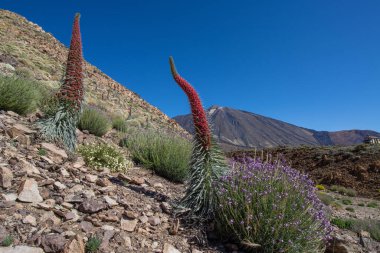 Teide Ulusal Parkı 'nda kırmızı tajinaste veya echium wildpretti çiçekleri