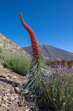 Teide Ulusal Parkı 'nda kırmızı tajinaste veya echium wildpretti çiçekleri