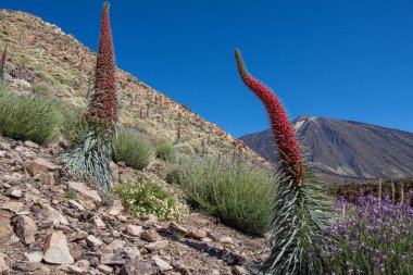 Teide Ulusal Par 'ında kırmızı tajinaste veya echium wildpretti çiçekleri