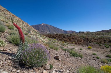 Teide Ulusal Parkı 'nda kırmızı tajinaste veya echium wildpretti çiçekleri