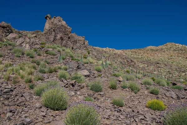 Teide Ulusal Parkı 'nda kırmızı tajinaste veya echium wildpretti çiçekleri