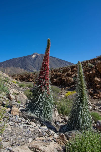 Teide Ulusal Parkı 'nda kırmızı tajinaste veya echium wildpretti çiçekleri