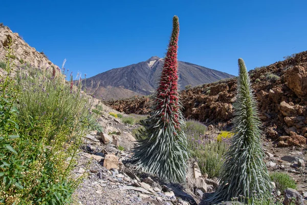 Teide Ulusal Parkı 'nda kırmızı tajinaste veya echium wildpretti çiçekleri